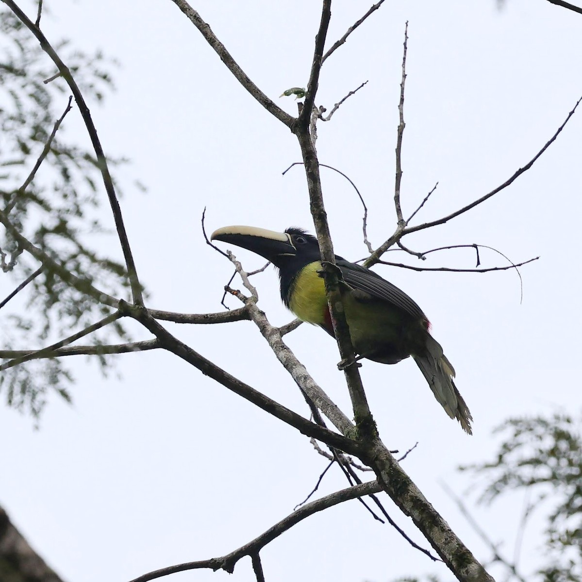 Аракарі чорношиїй - ML646101311