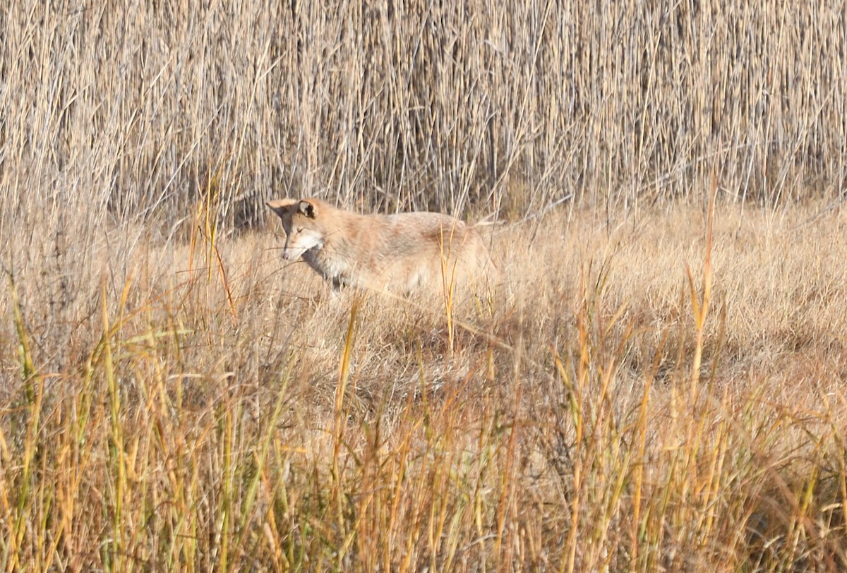 Coyote - ML646101313