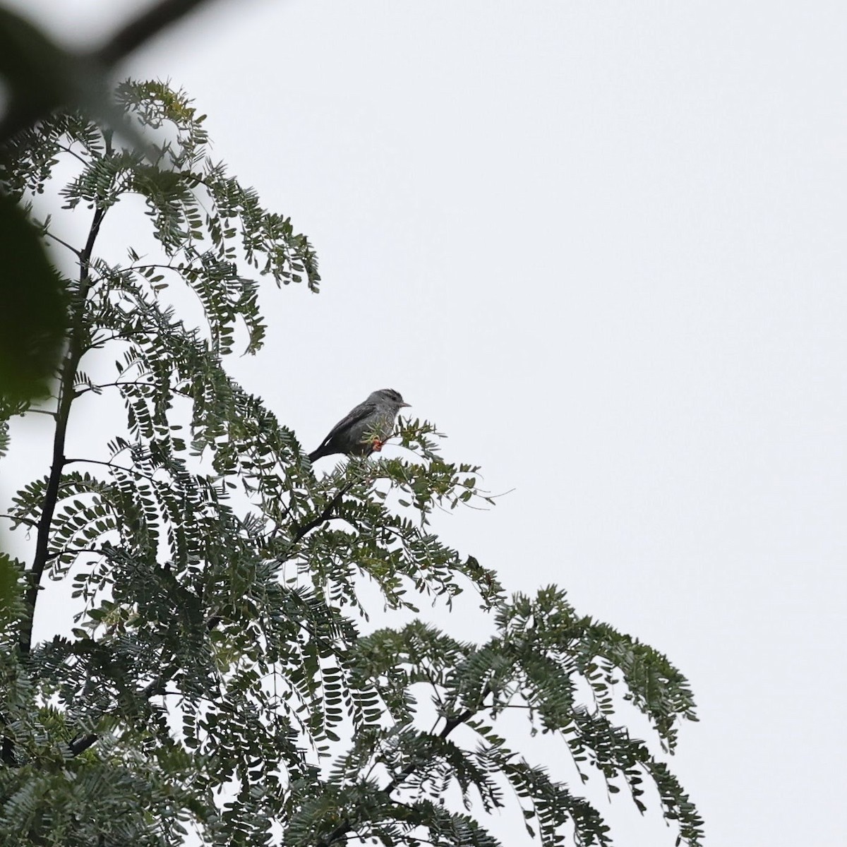 Кошикороб сірий - ML646101314