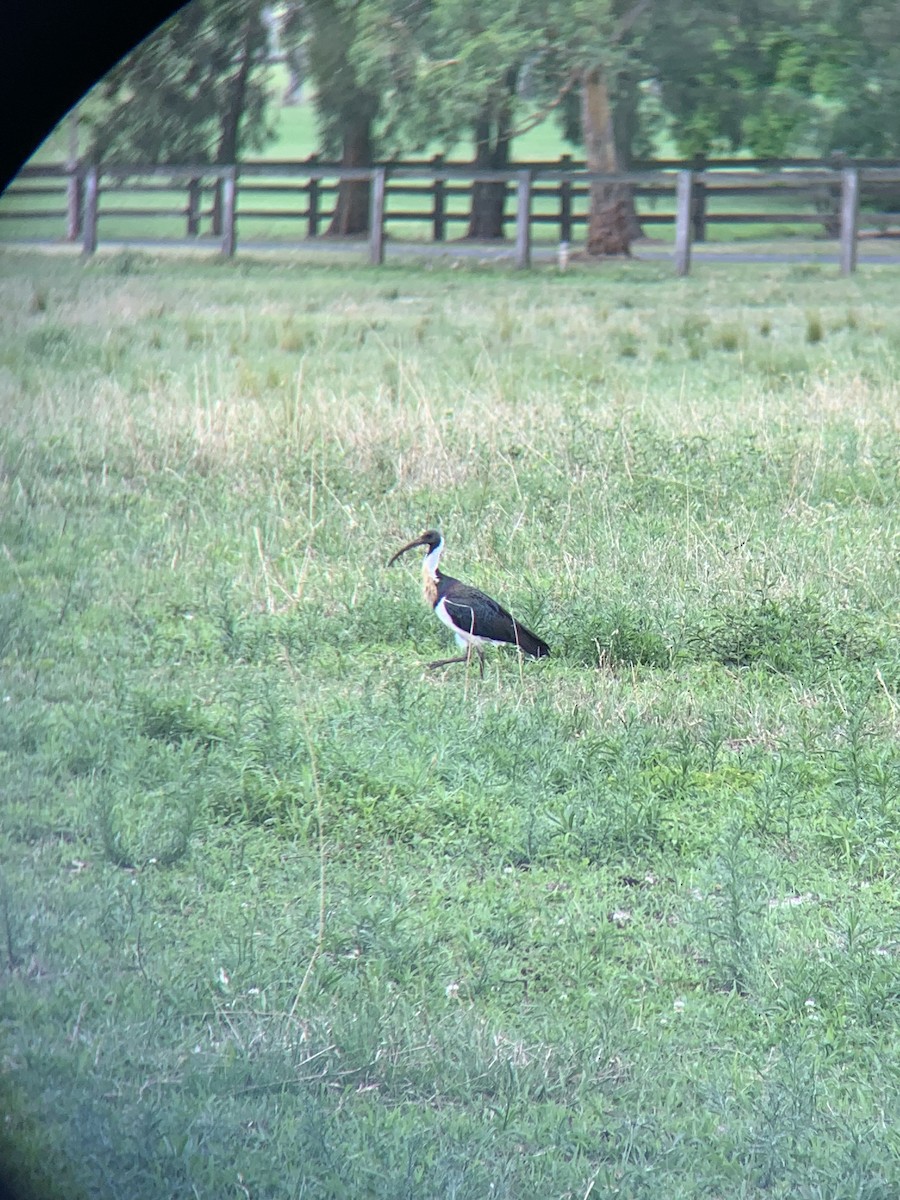 Ібіс австралійський - ML646101320