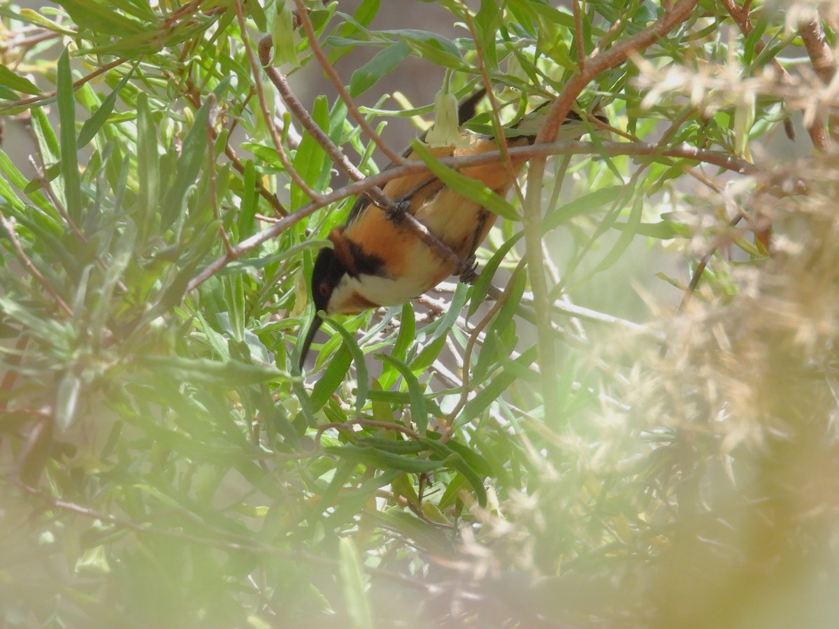 Eastern Spinebill - ML646101324