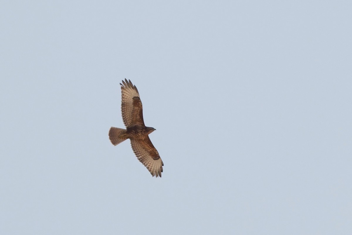 Common Buzzard (Steppe) - ML646101327