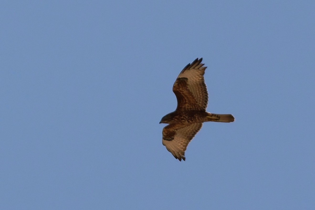 Common Buzzard (Steppe) - ML646101329