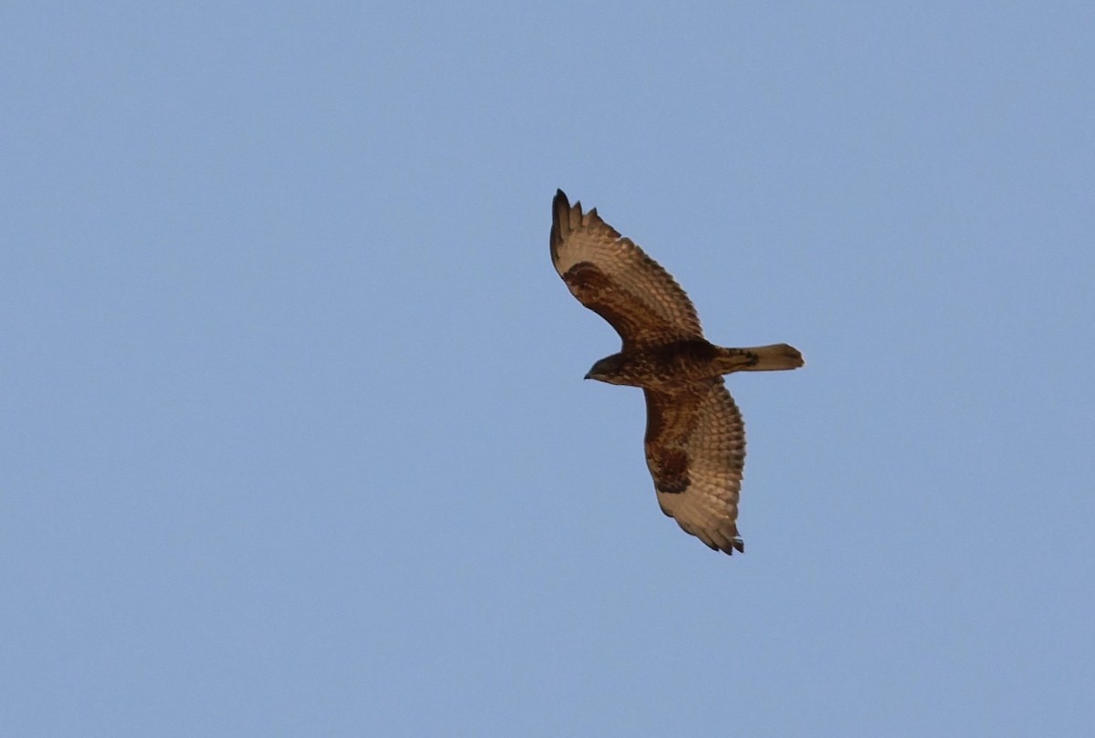 Common Buzzard (Steppe) - ML646101330