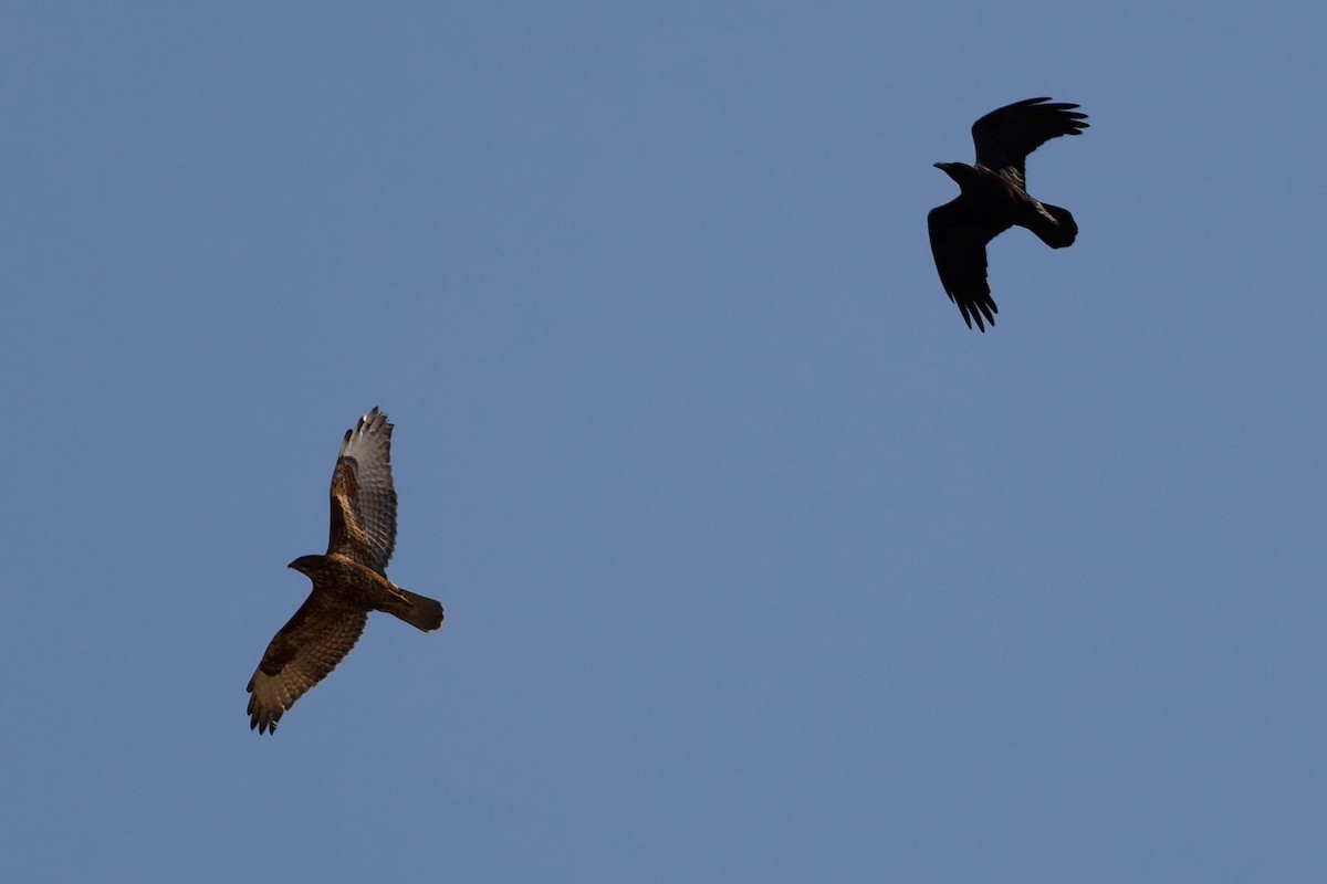 Common Buzzard (Steppe) - ML646101331