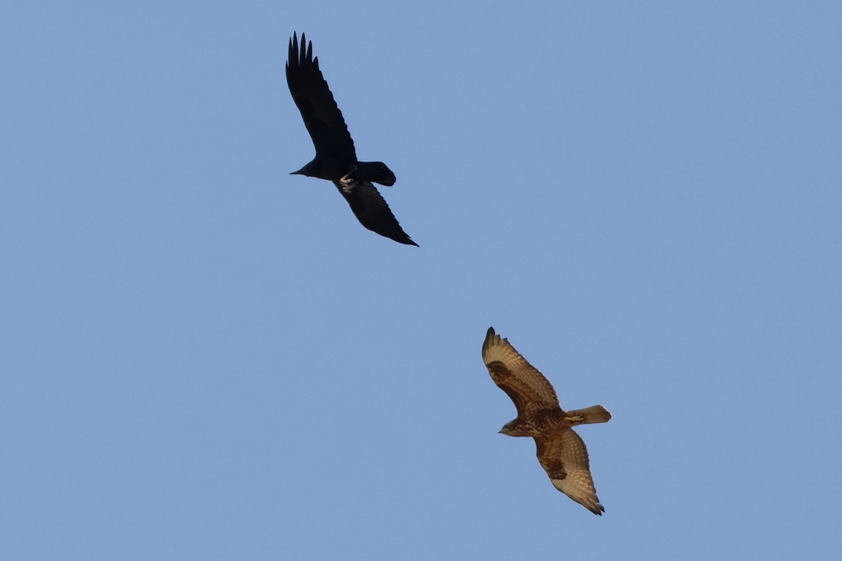 Common Buzzard (Steppe) - ML646101332