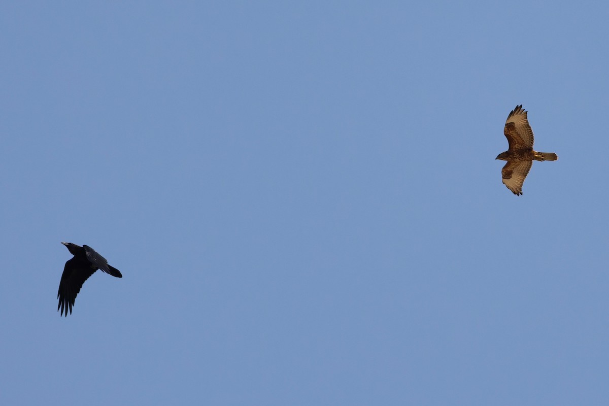 Common Buzzard (Steppe) - ML646101333