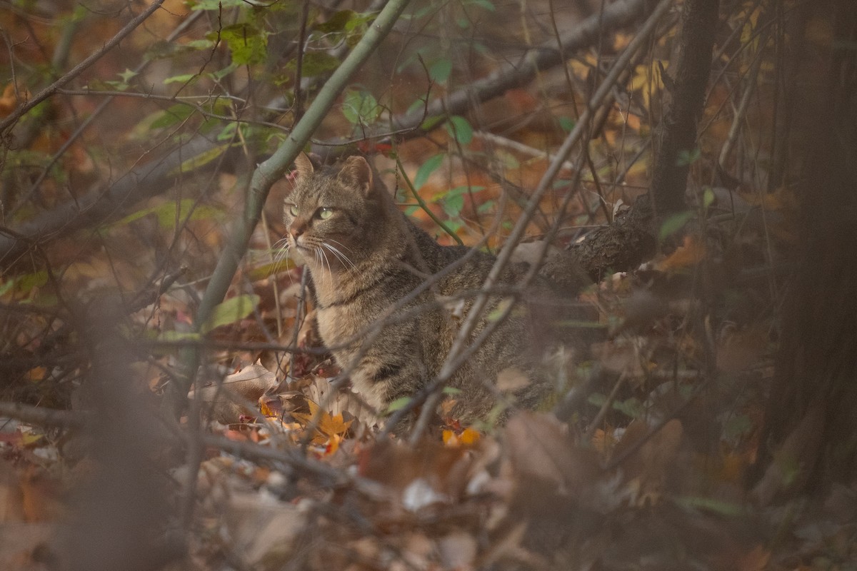 Domestic Cat - ML646101335