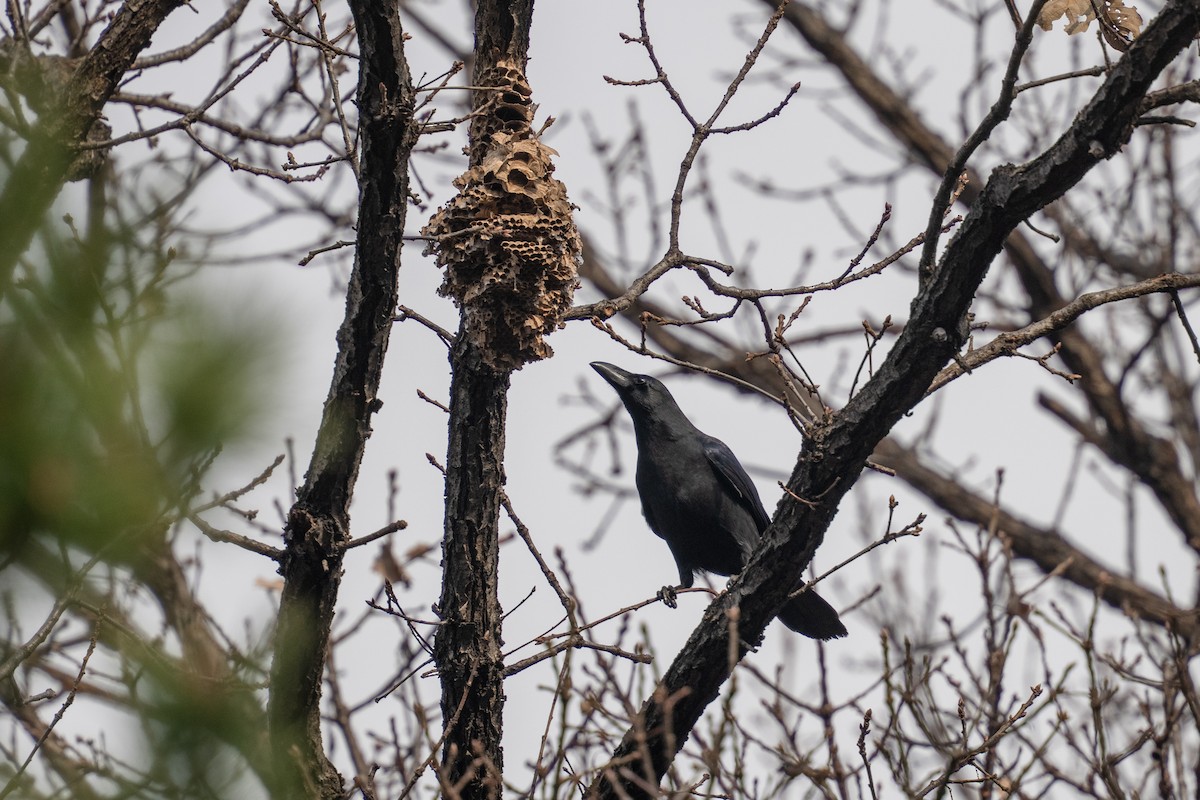 Large-billed Crow - ML646101341