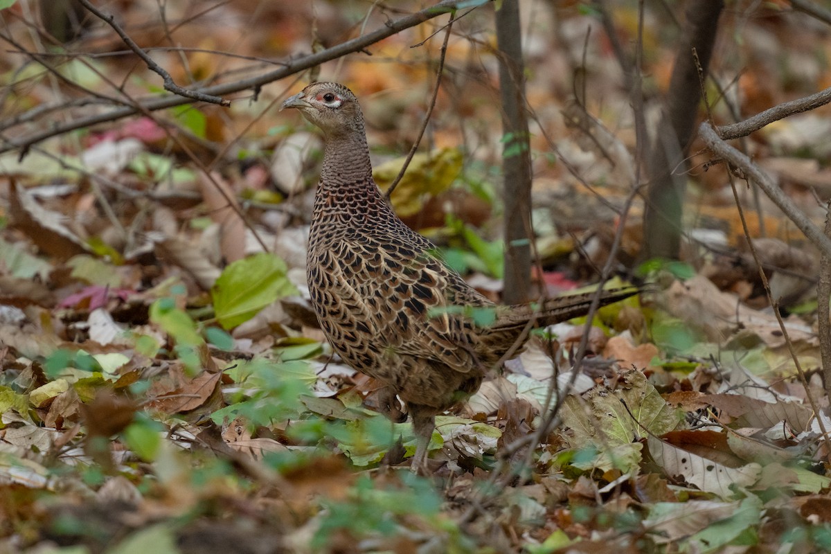 Ring-necked Pheasant - ML646101343