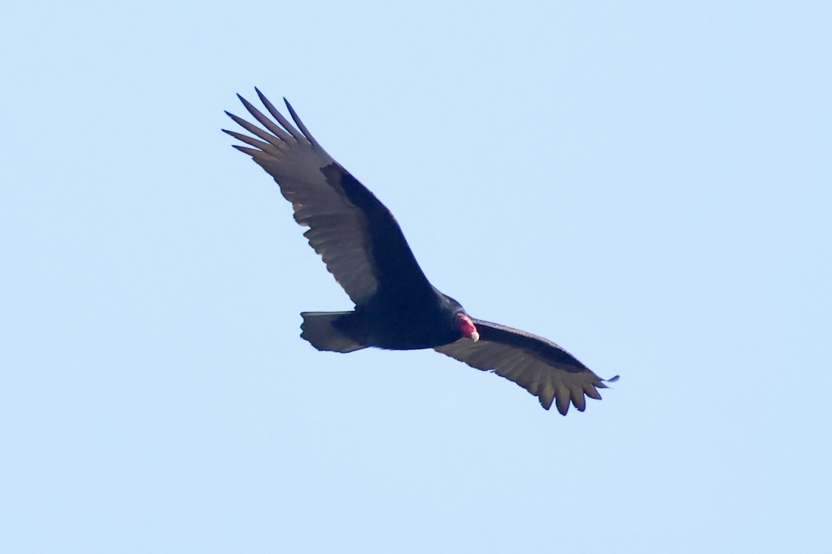 Turkey Vulture - ML646101345