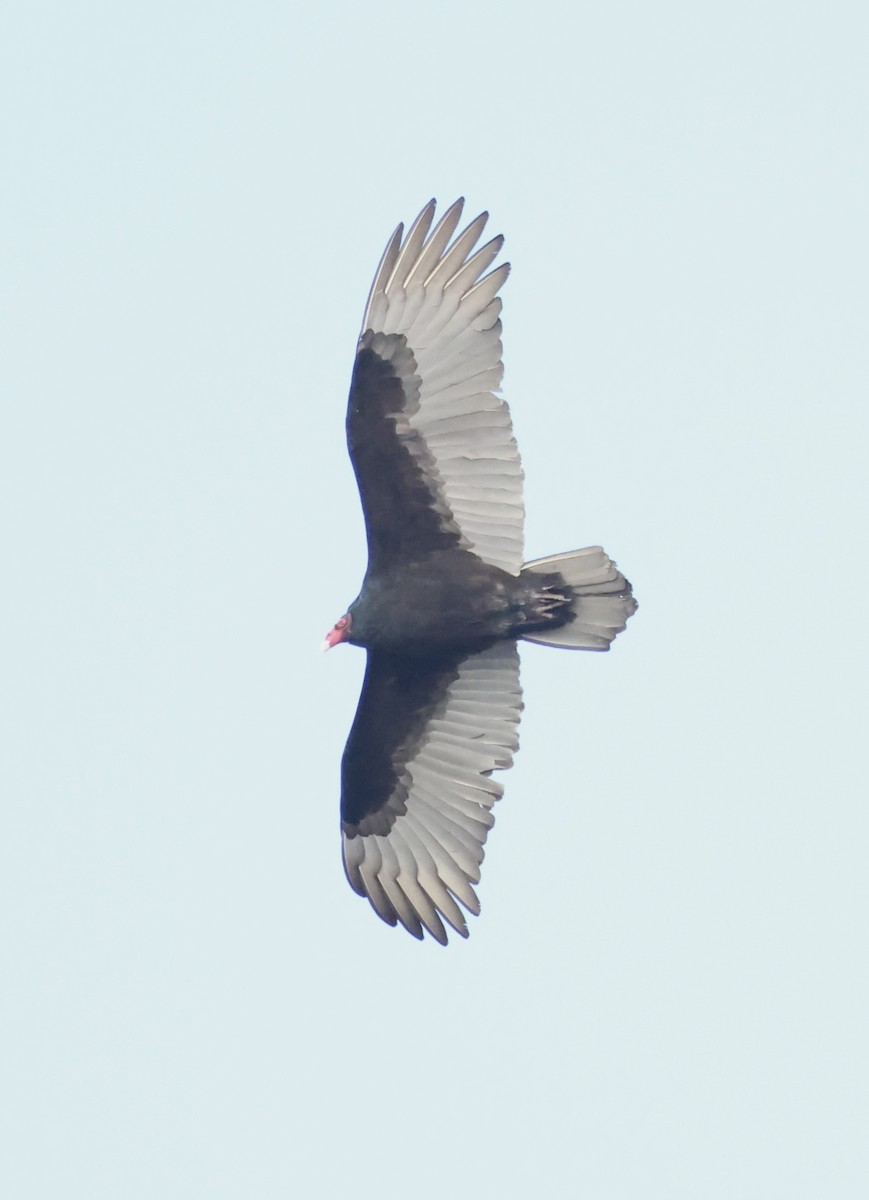 Turkey Vulture - ML646101346
