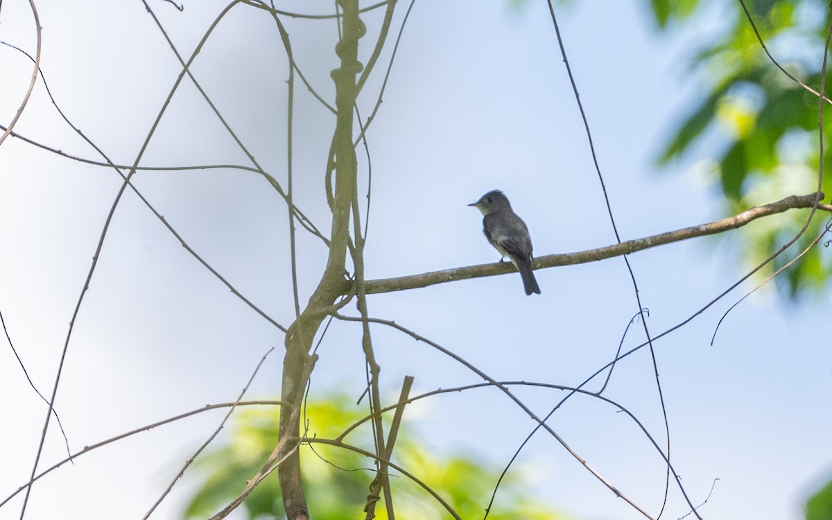 Pibí Oriental - ML646101356