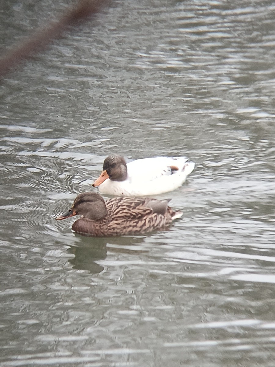 Mallard (Domestic type) - ML646101357