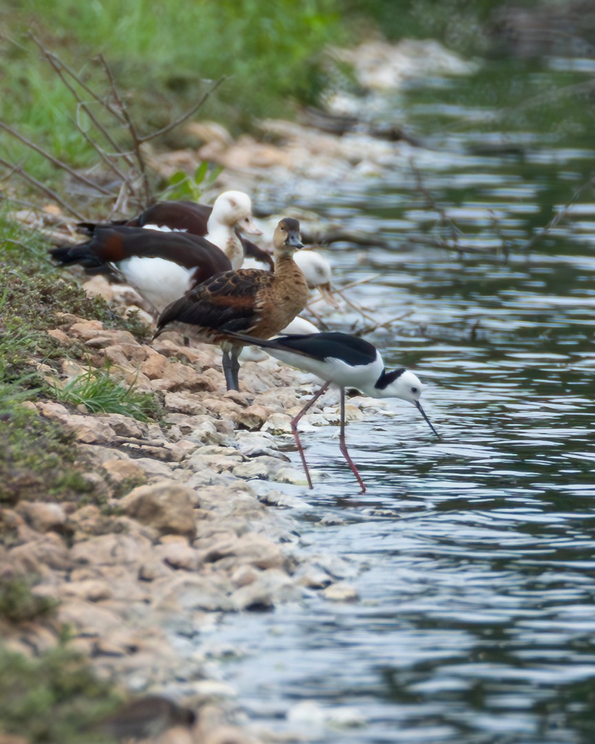 Pied Stilt - ML646101359