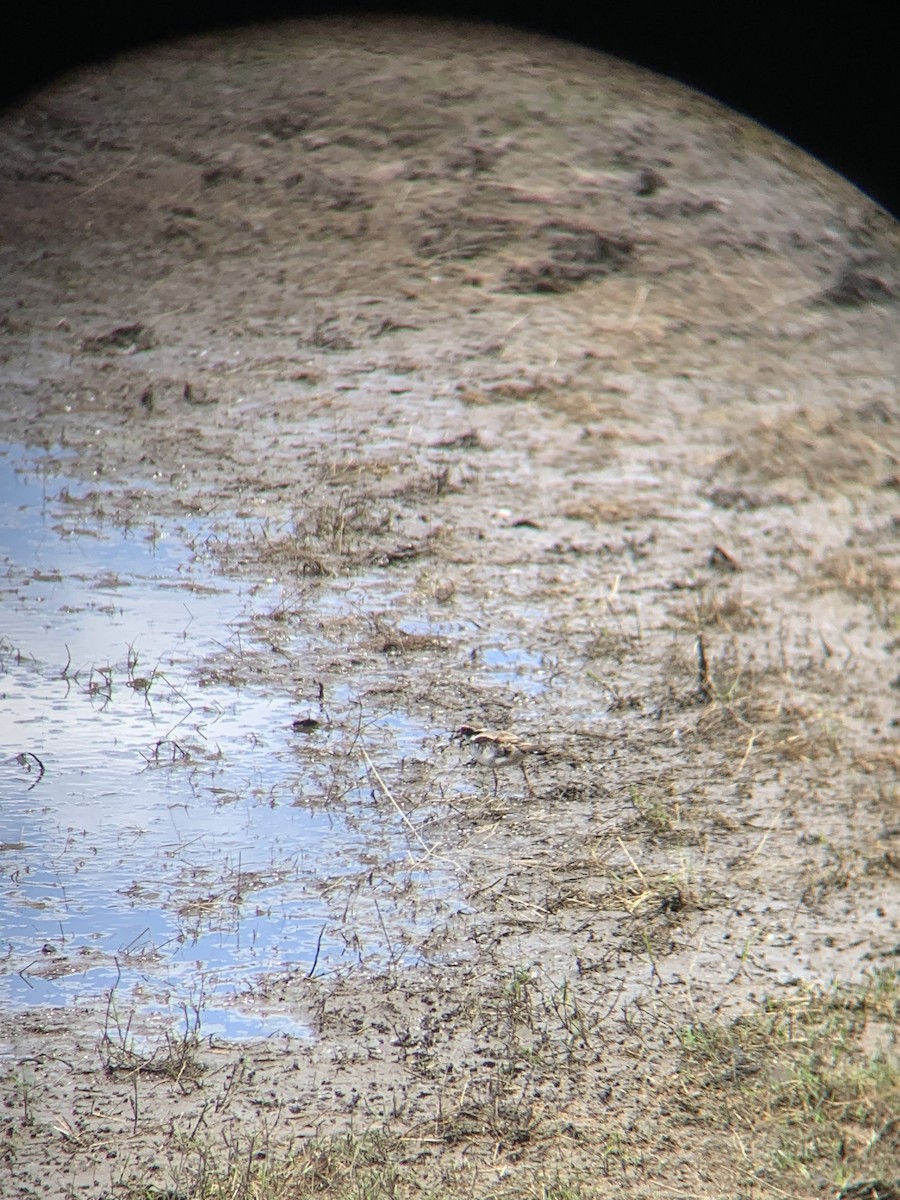 Black-fronted Dotterel - ML646101370