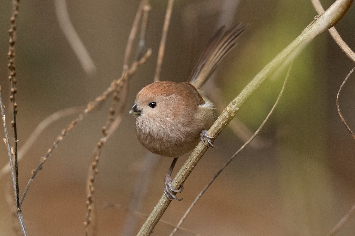 Vinous-throated Parrotbill - ML646101376