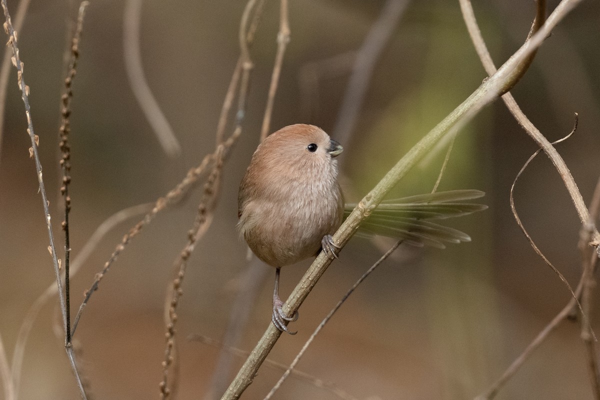 Vinous-throated Parrotbill - ML646101378