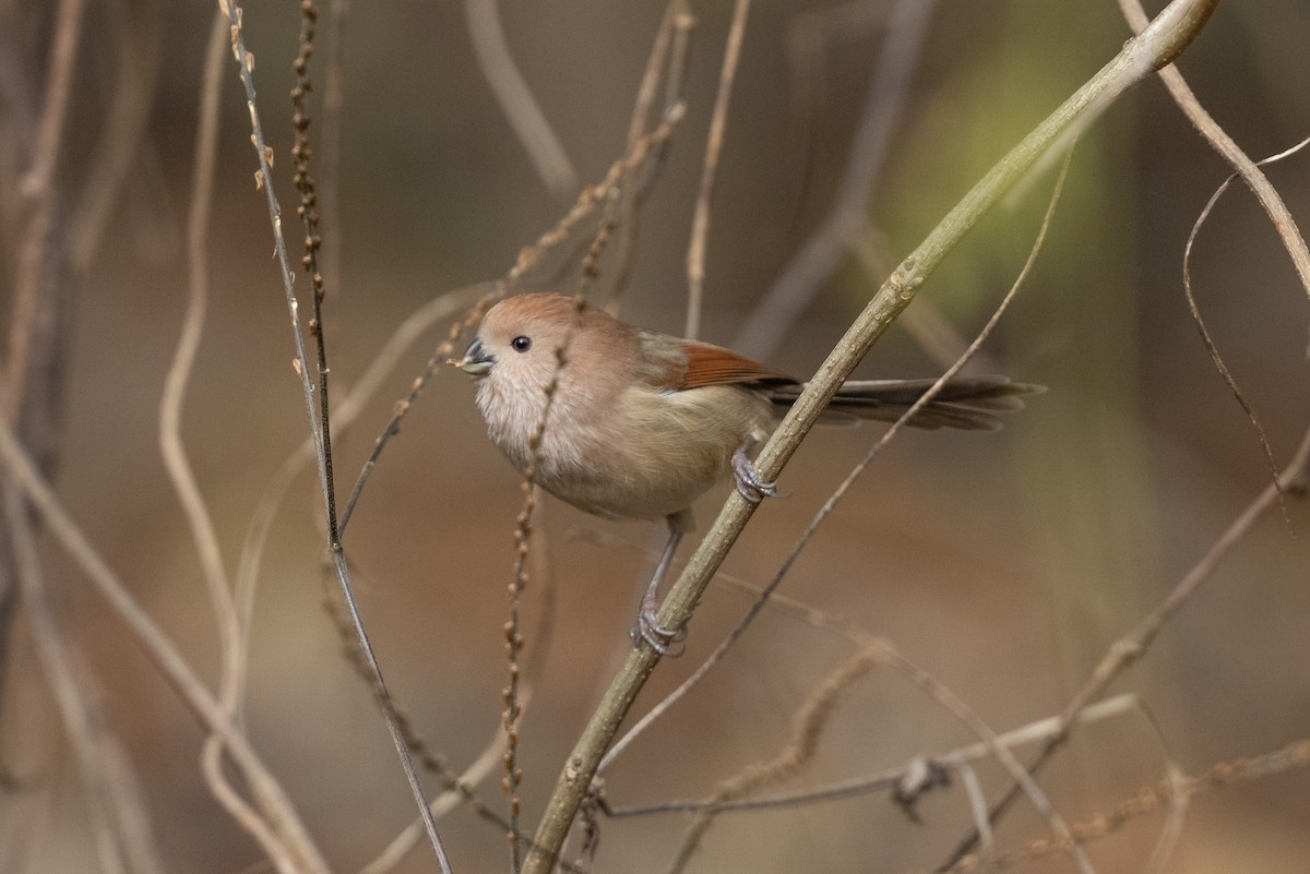 Vinous-throated Parrotbill - ML646101385