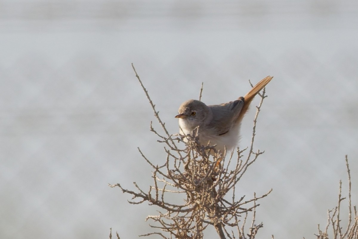 Asian Desert Warbler - ML646101388