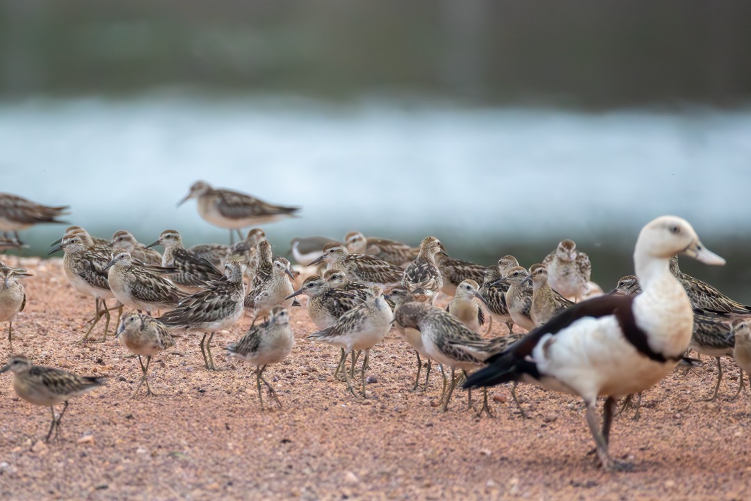 Sharp-tailed Sandpiper - ML646101392