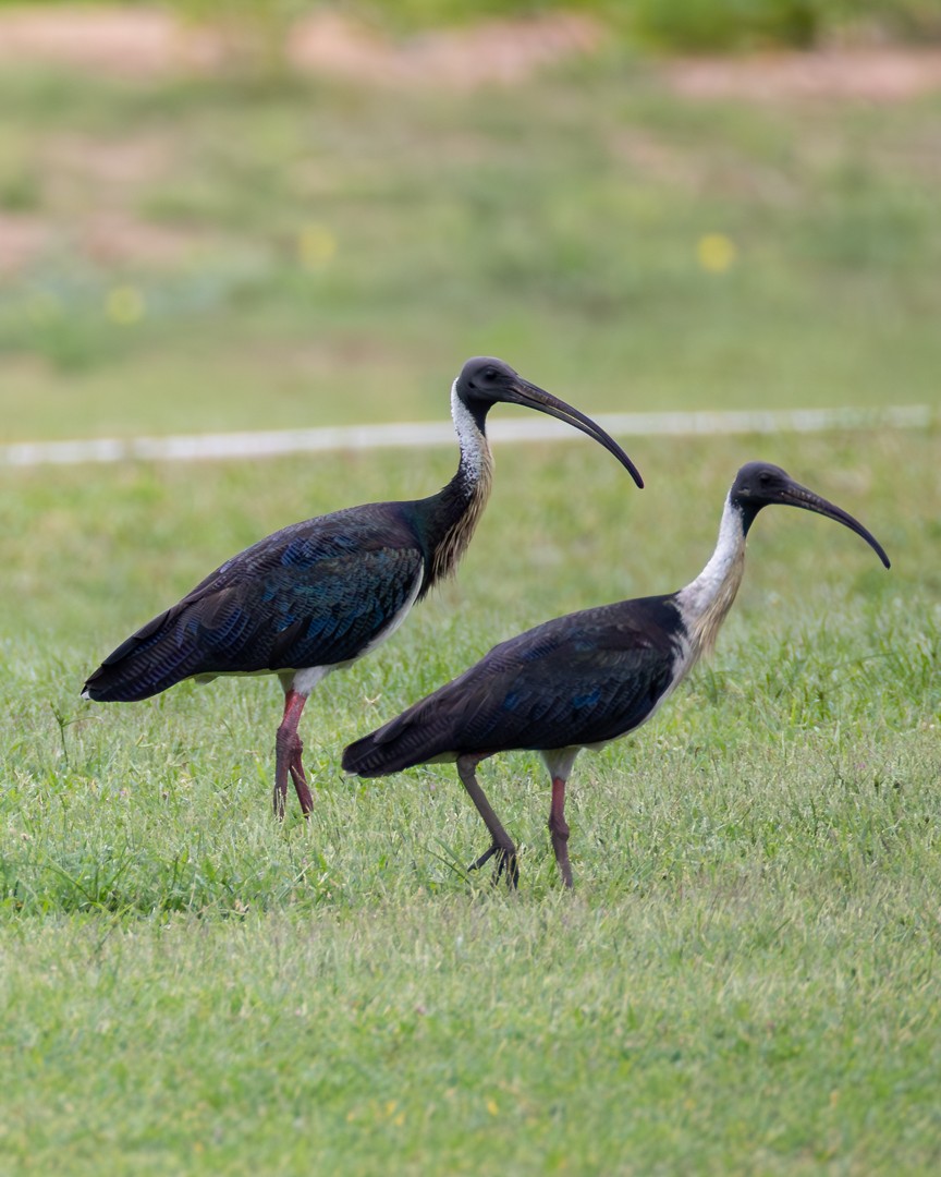 Straw-necked Ibis - ML646101398