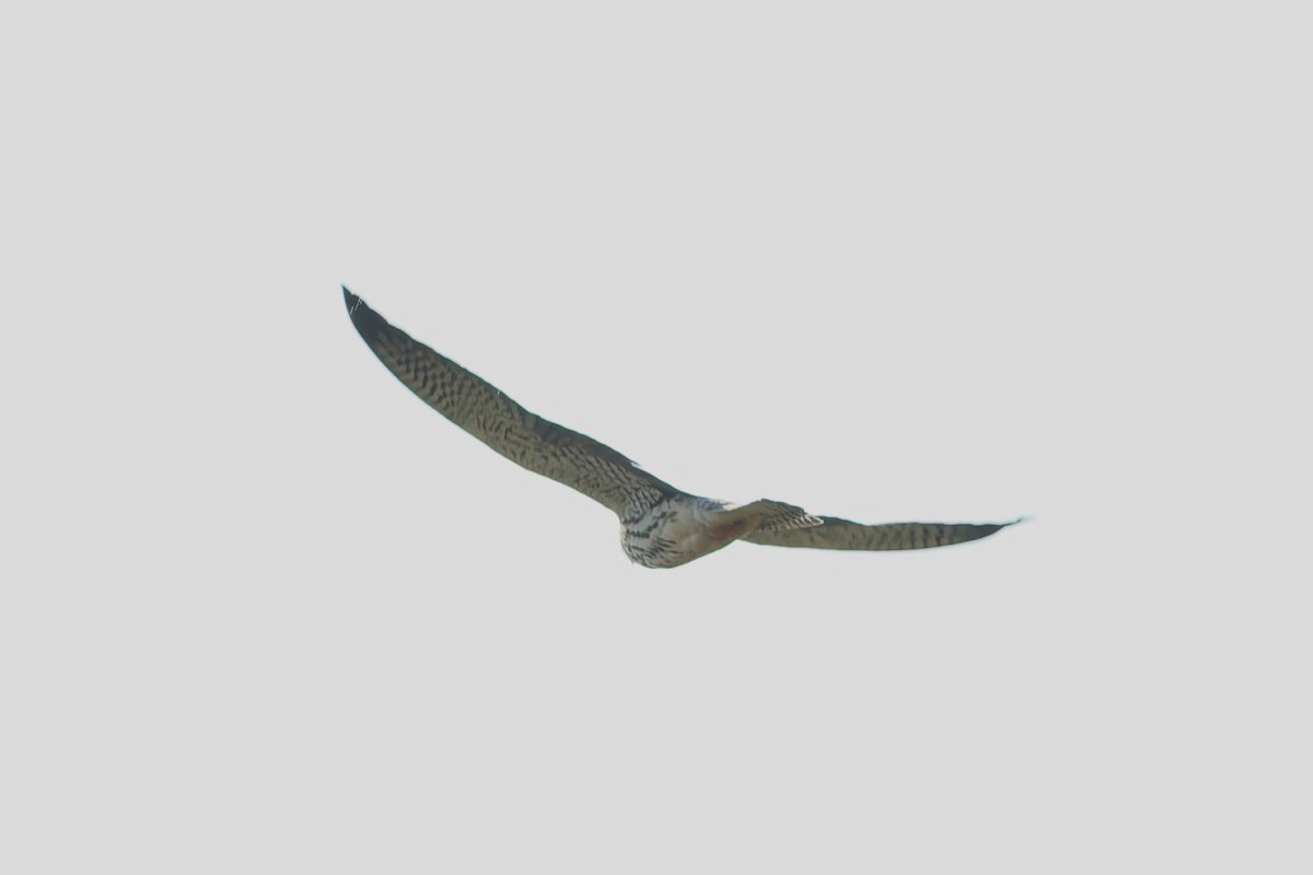 Amur Falcon - ML646101406