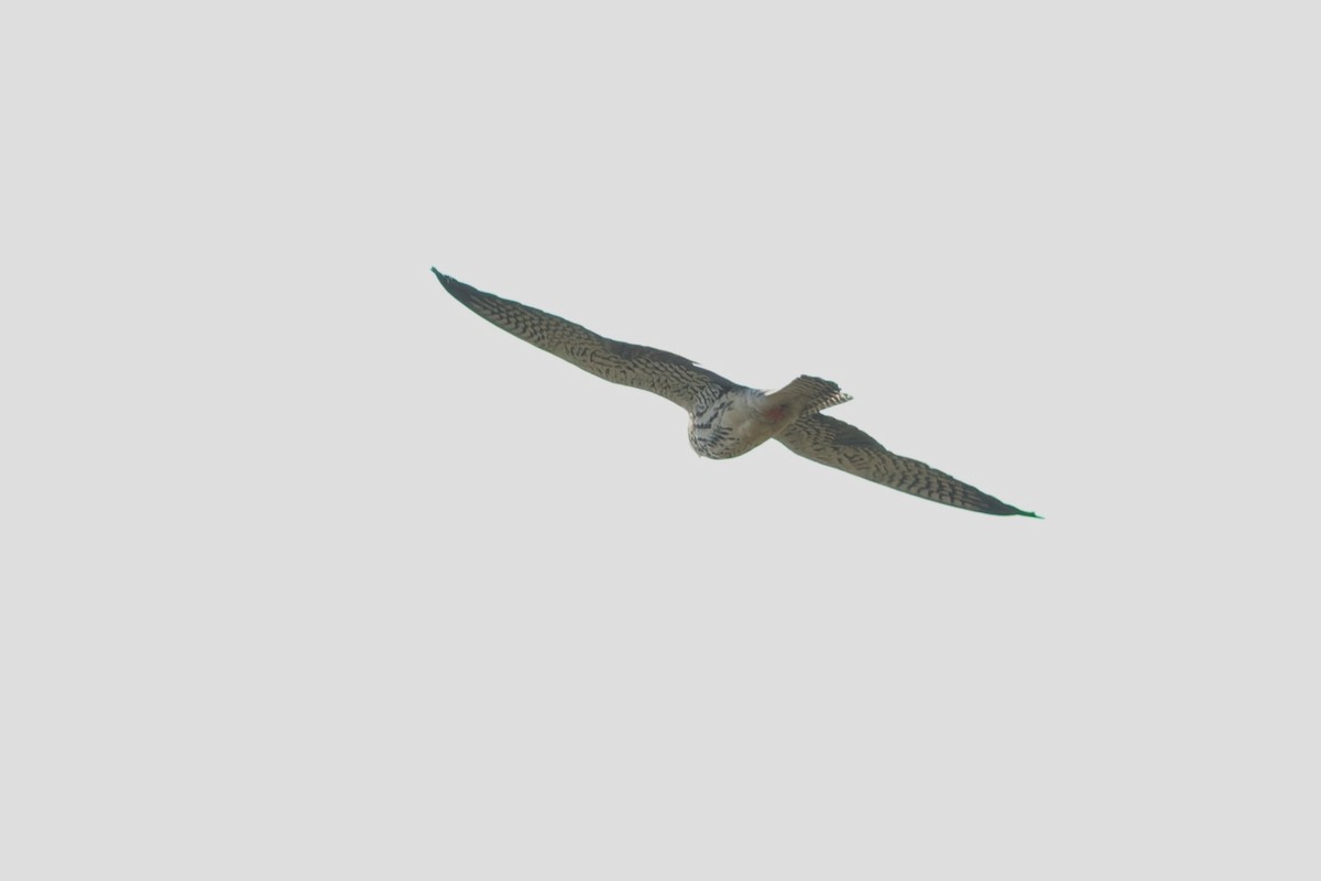 Amur Falcon - ML646101408