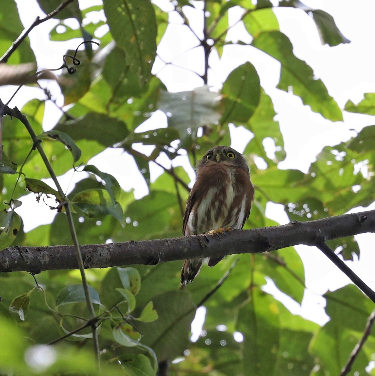 Kleinstzwergkauz - ML646101411