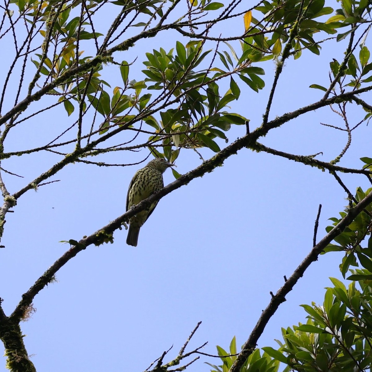 Sharpbill - ML646101416