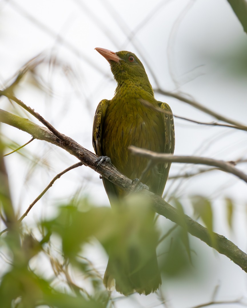 Green Oriole - ML646101420