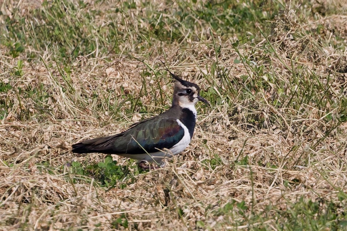 Northern Lapwing - ML646101423