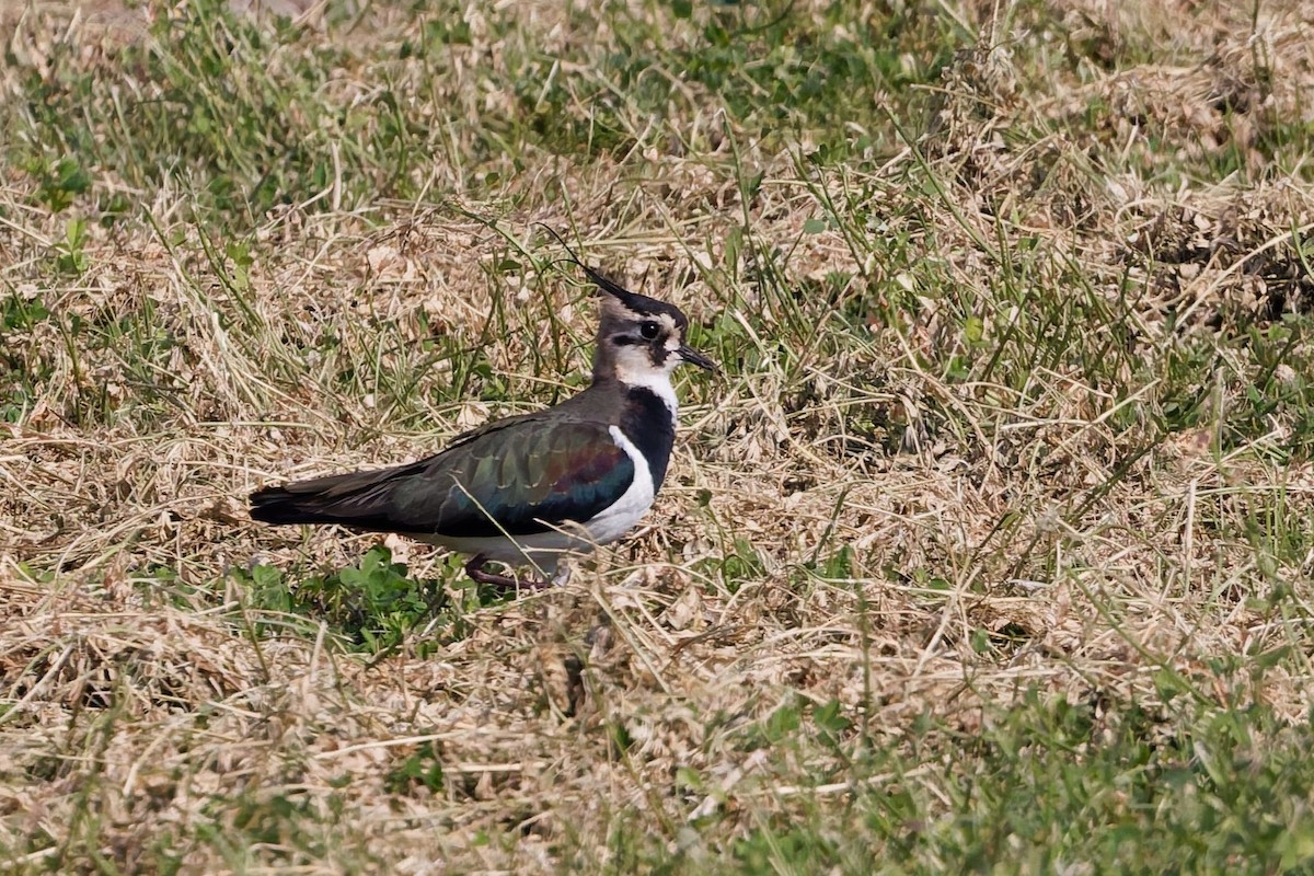 Northern Lapwing - ML646101424