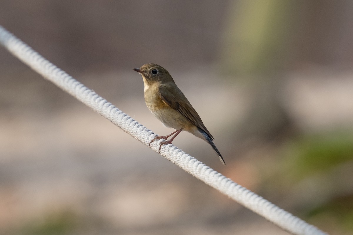 Red-flanked Bluetail - ML646101425