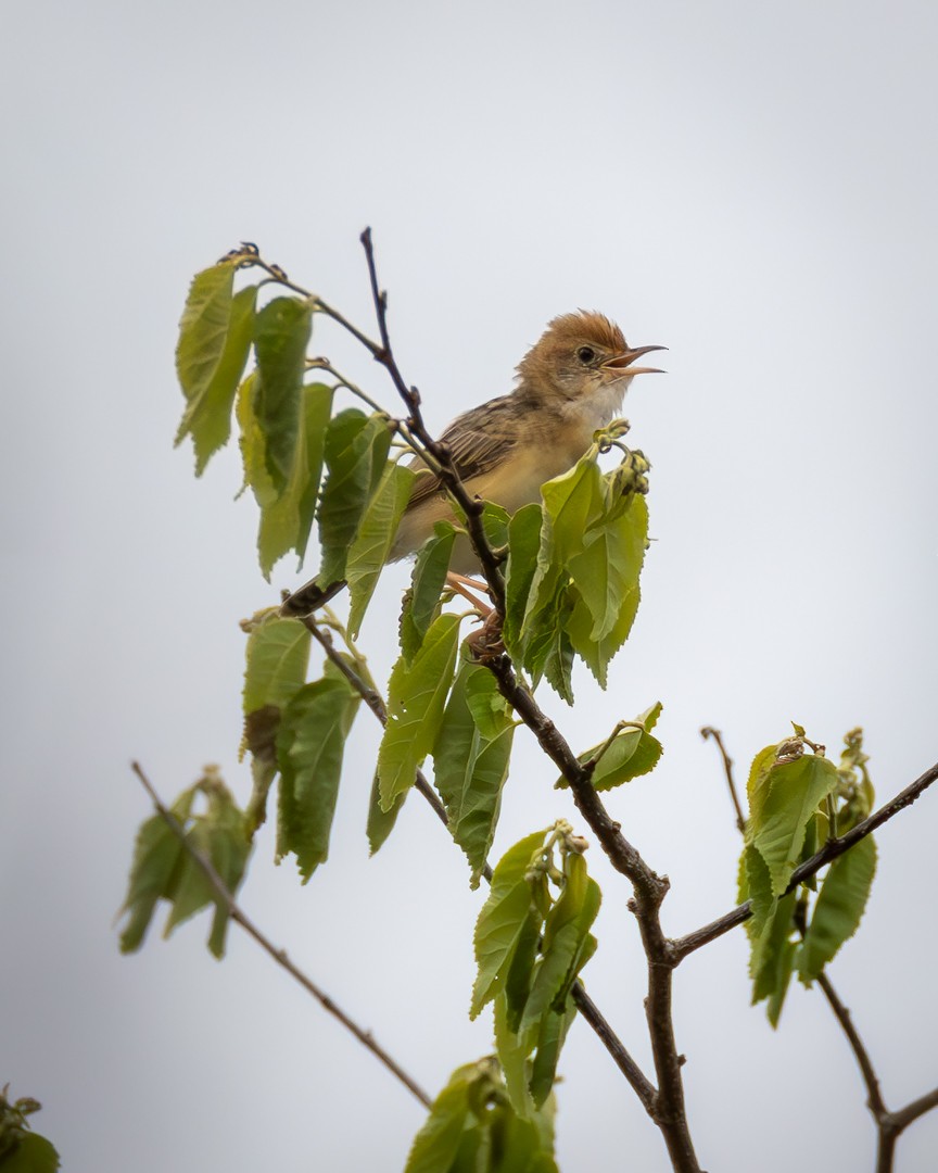 Golden-headed Cisticola - ML646101426