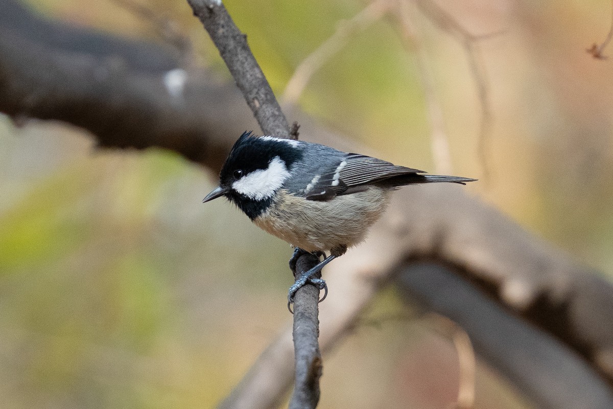 Coal Tit - ML646101427
