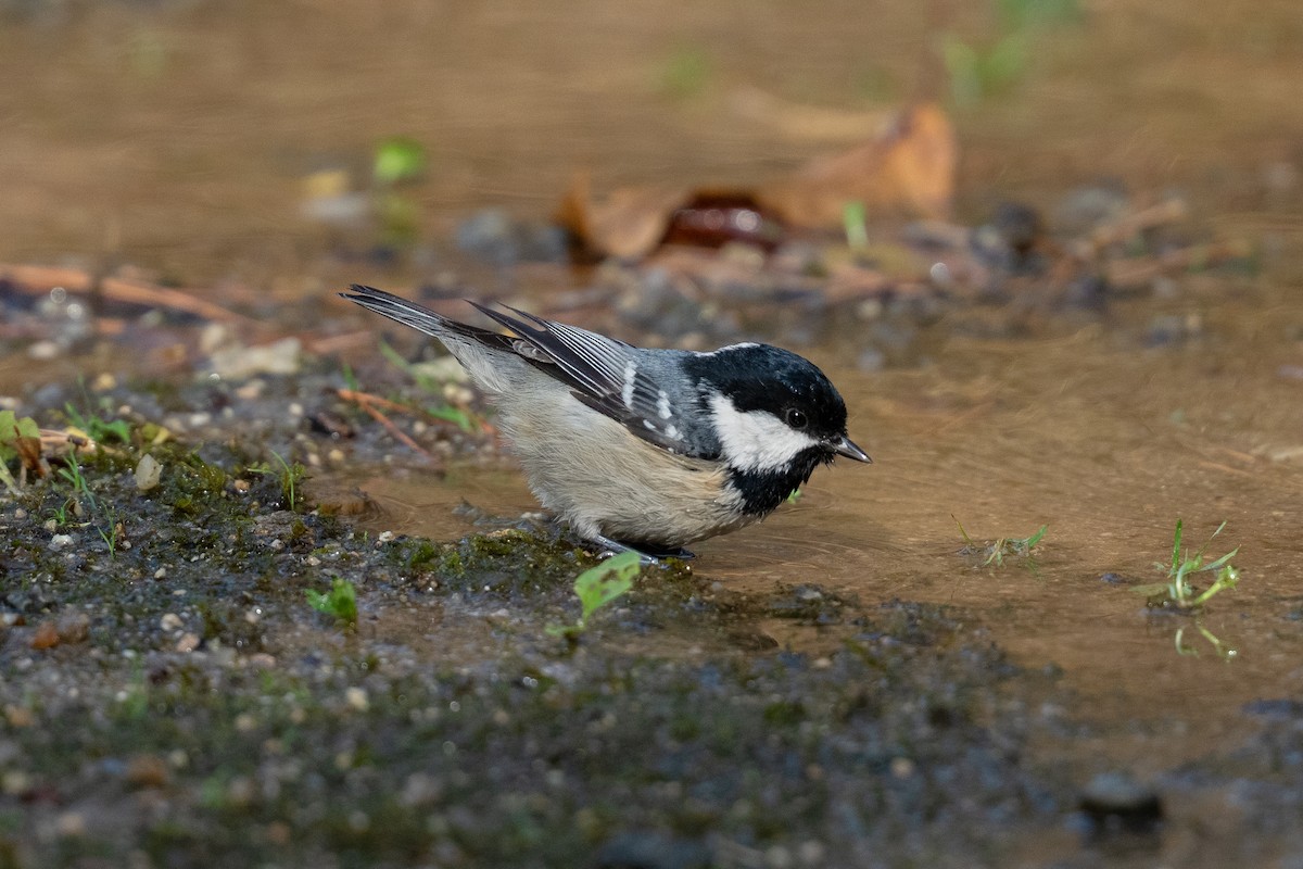 Coal Tit - ML646101428