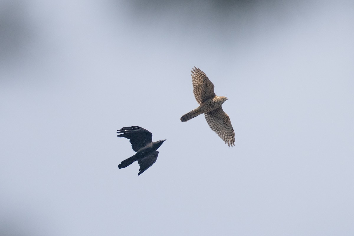 Яструб великий - ML646101434