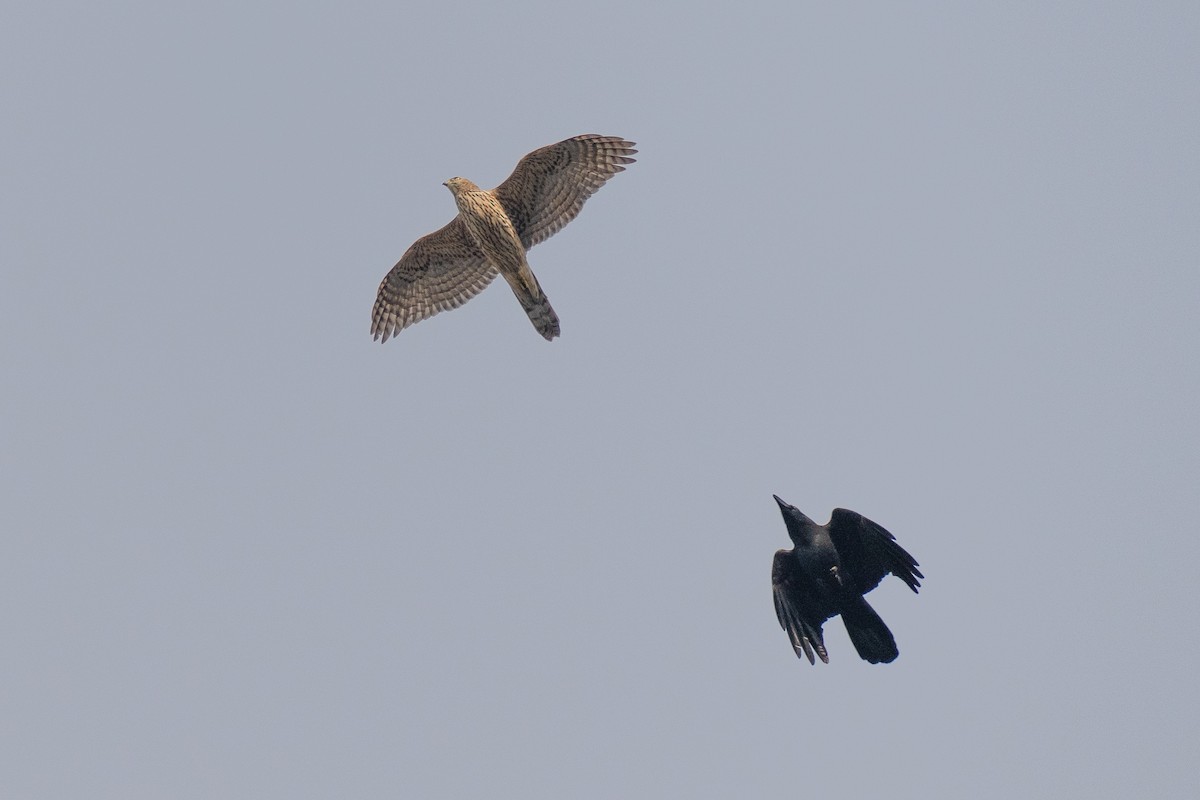 Яструб великий - ML646101438