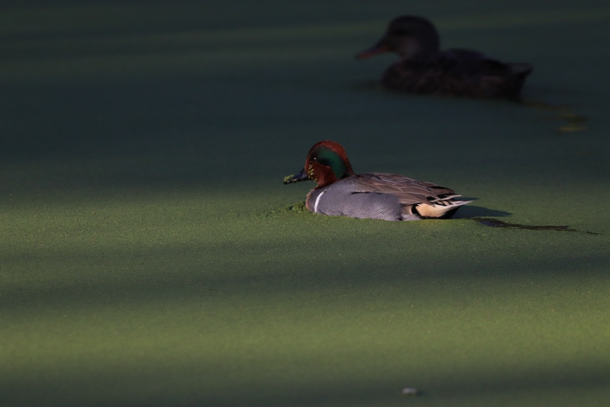 Green-winged Teal - ML646101439