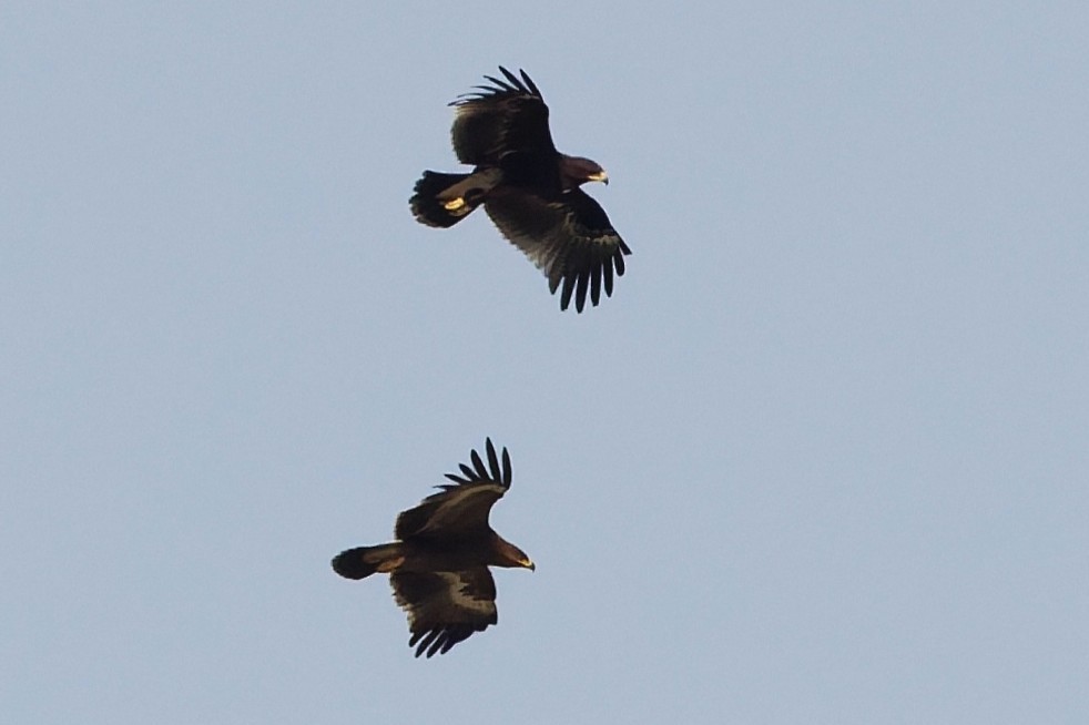 Steppe Eagle - ML646101441