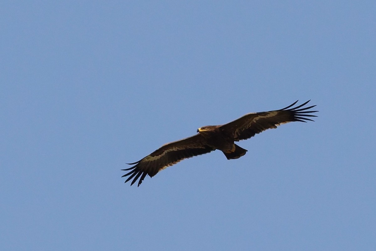 Steppe Eagle - ML646101442