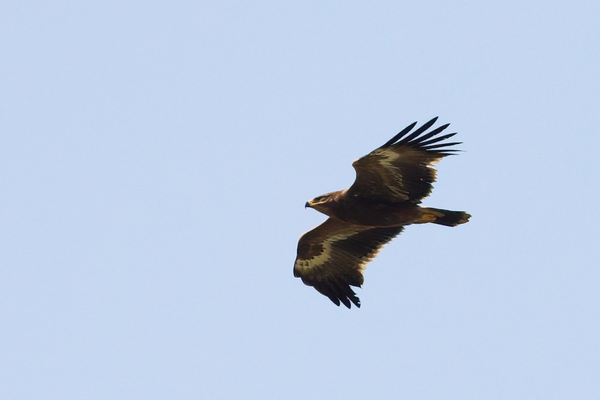 Steppe Eagle - ML646101444