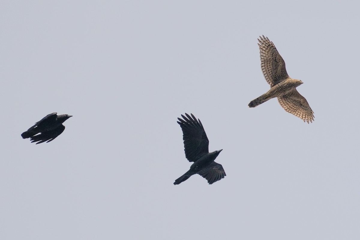 Яструб великий - ML646101448