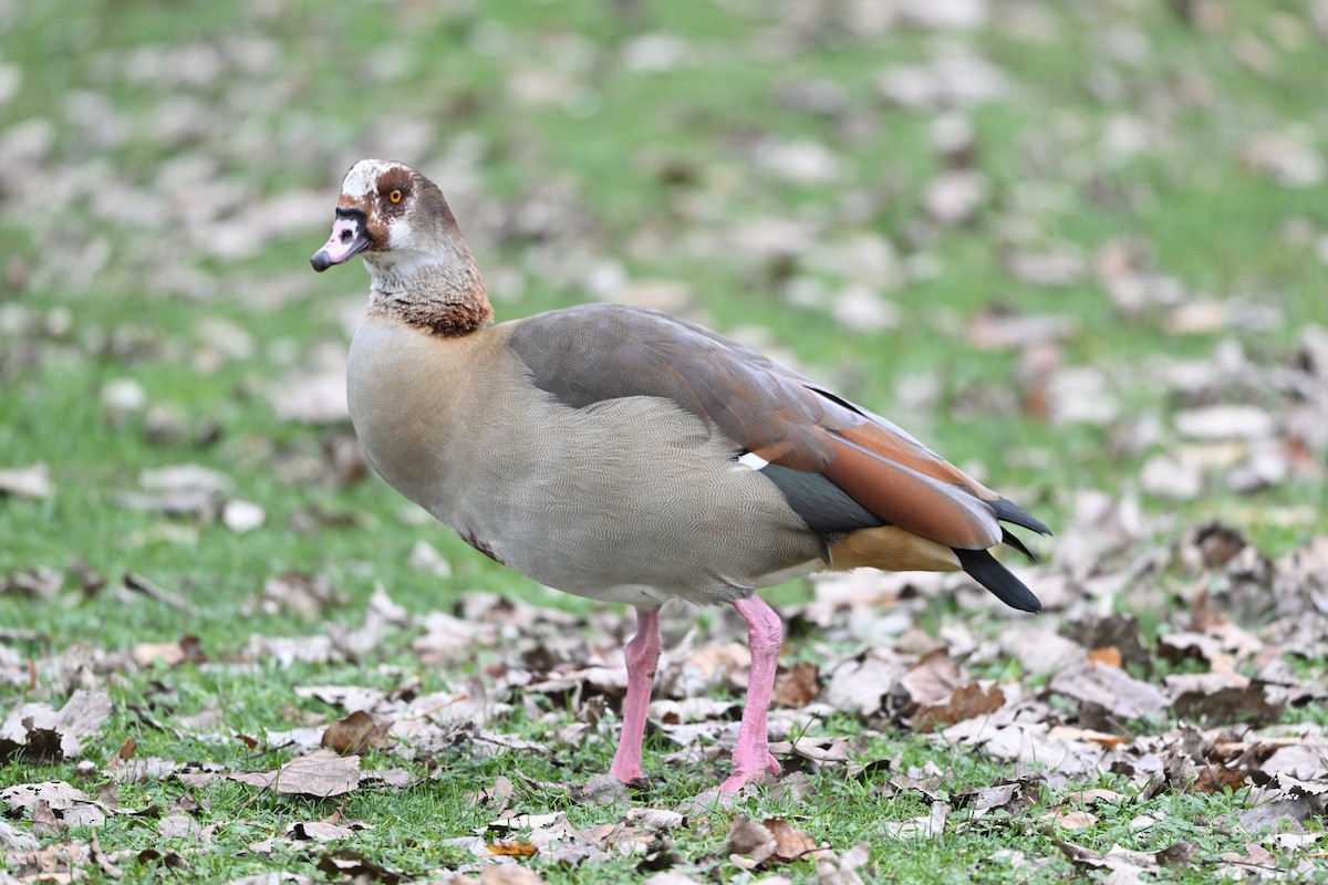 Egyptian Goose - ML646101451