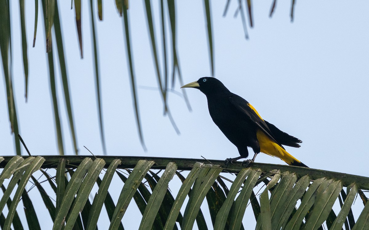 キゴシツリスドリ - ML646101453