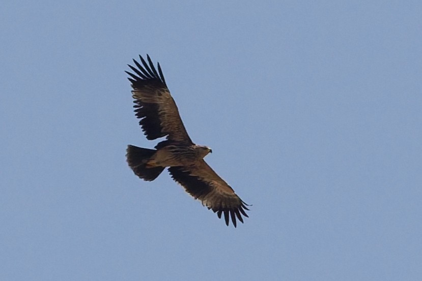 カタシロワシ - ML646101456