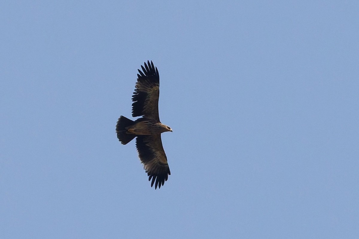 カタシロワシ - ML646101459