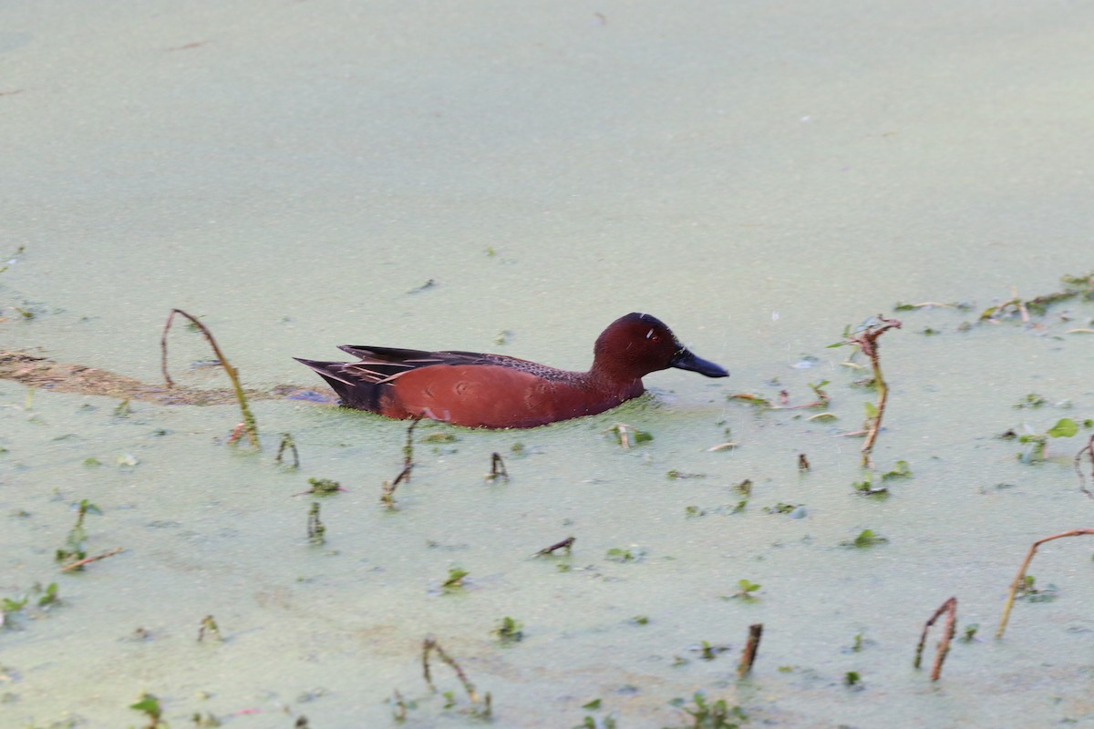 アカシマアジ - ML646101460