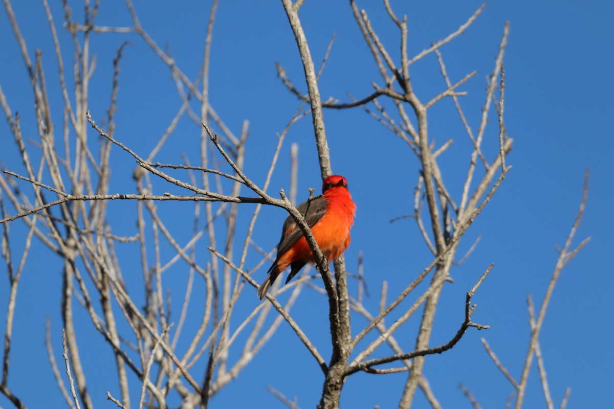 Vermilion Flycatcher - ML646101461